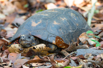 A Tortoise in the woods