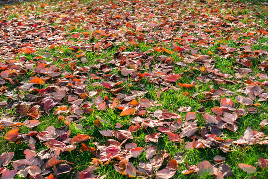 Autumn colored leaves fallen on a verdant meadow; background for autumn