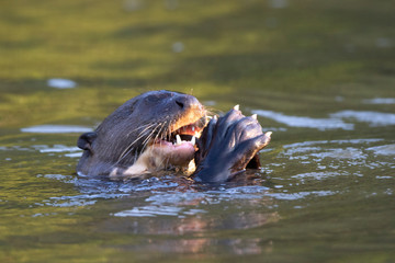 Otters in the Pantanal
