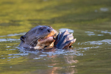 Fototapeta premium Otters in the Pantanal