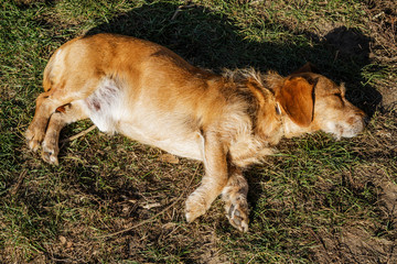 Brown dog sleeping