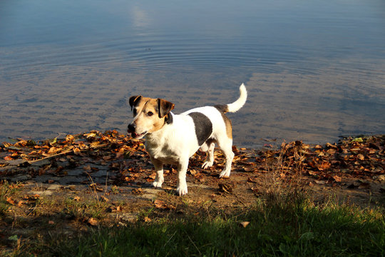 front- u. seitansicht eines tri color jack russel terriers am strand in meppen emsland deutschland fotografiert w&auml;hrend eines spaziergangs an einem sonnigen herbsttag am see im waldgebiet