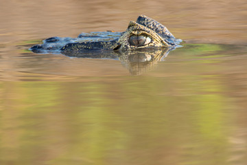 Crocodiles in the Pantanal