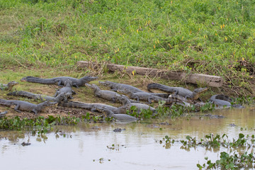 Crocodiles in the Pantanal
