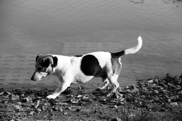 seitenansicht eines jack russel terriers in schwarz weiß am see in meppen emsland niedersachsen deutschland fotografiert während eines spaziergangs an einem sonnigen tag