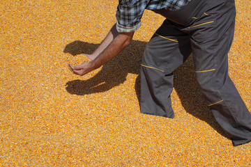 Corn harvest, farmer at heap of crop holding handful of seed