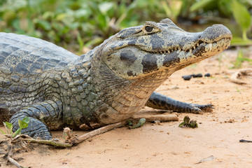 Crocodiles in the Pantanal