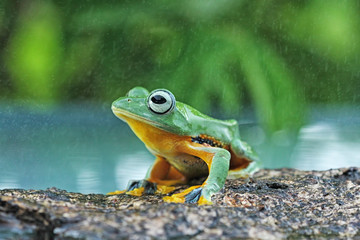 Flying frogs sitting on wood, tree frogs