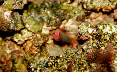 Red Elongated Dottyback - (Pseudochromis elongatus)