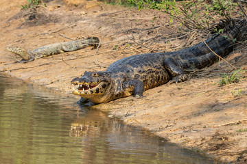 Crocodiles in the Pantanal
