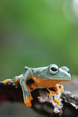 Flying frogs sitting on wood, tree frogs