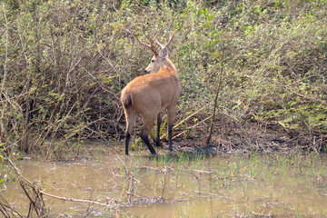 Wildlife in South Dakota