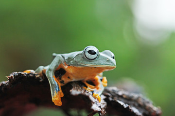 Flying frogs sitting on wood, tree frogs