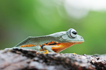 Flying frogs sitting on wood, tree frogs