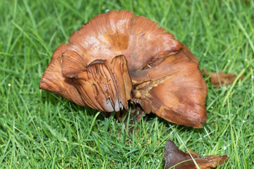 vorderansicht auf einem besonderen pilz auf einem rasen in niederlangen emsland deutschland...