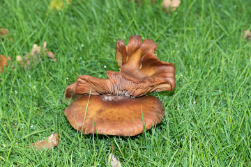 rückansicht eines besonders geformten pilzes auf einem rasen in niederlangen emsland deutschland fotografiert in querformat an einem regnerischen herbsttag