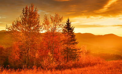 Autumn forest at sunrise