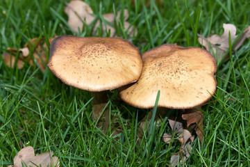 vogelperspektive auf zwei pilze auf einem rasen in niederlangen emsland deutschland fotografiert in querformat an einem regnerischen herbsttag