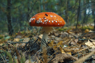 Mushrooms in the forest. Autumn fly mortem.Red hat