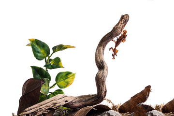 Ghost Mantis on isolated white background
