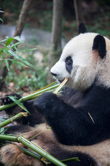 Fototapeta premium Pandas in Chengdu, China