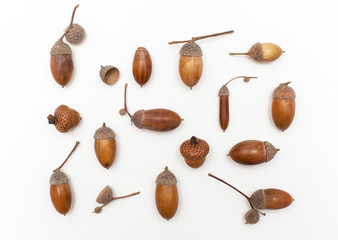 acorns pattern on white background. Flat lay.