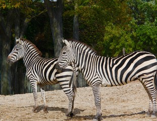 Fototapeta na wymiar zebra 