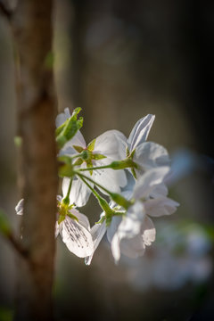 Cherry blossom Display, Japanese garden, Japan