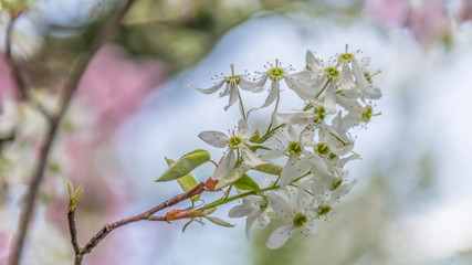 Cherry blossom Display, Japanese garden, Japan