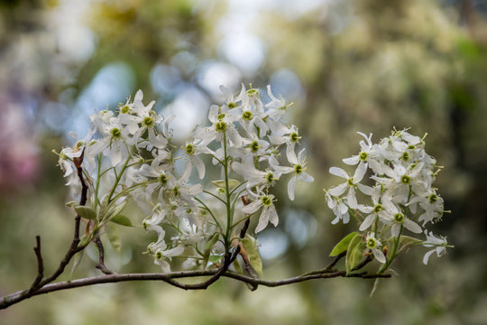 Cherry blossom Display, Japanese garden, Japan
