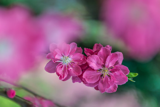 Cherry blossom Display, Japanese garden, Japan