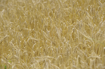 Weizenfeld