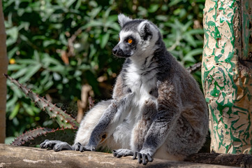 Fototapeta premium Lounging Lemur