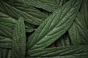 green leaves background