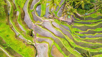 Ubud rice terraces. Bali, Indonesia.