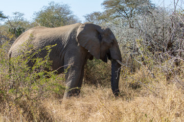 Fototapeta na wymiar Elefant 29
