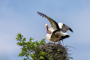Weißstörche bei der Paarung 28