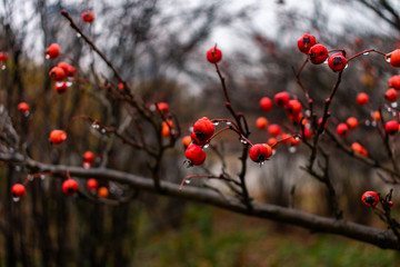 Red Wild Berry Closeup with Dripping Water