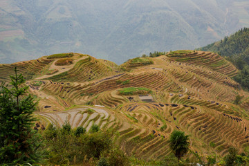 The Terraced fields of China