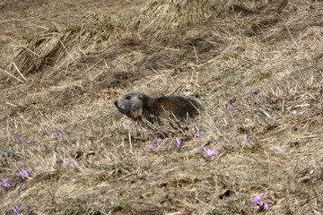 Marmotte