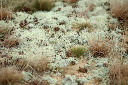 chrobotki Cladonia sp.
