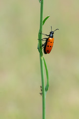 ladybug on grass