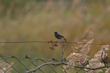 bird on branch,nature,animal,wildlife,autumn,songbird,small