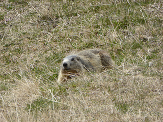 Marmotte se chauffant