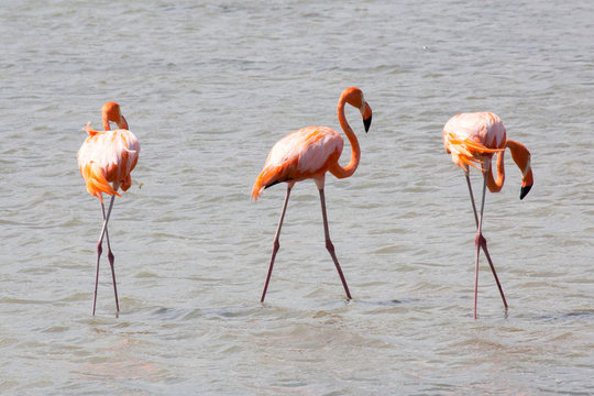 Flamingo-Familie im See