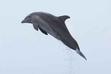 Delfin in der Luft