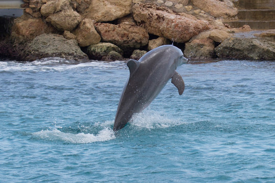 Delfin springt ins Meer