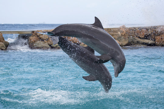 Delfine springen ins Meer