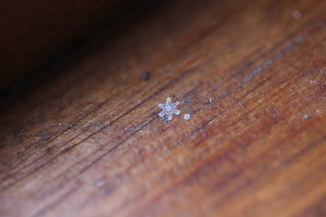 snowflake on a tree