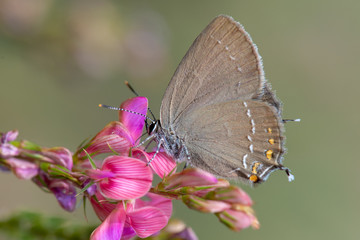 Büyük Sevbeni / Satyrium ilicis /  